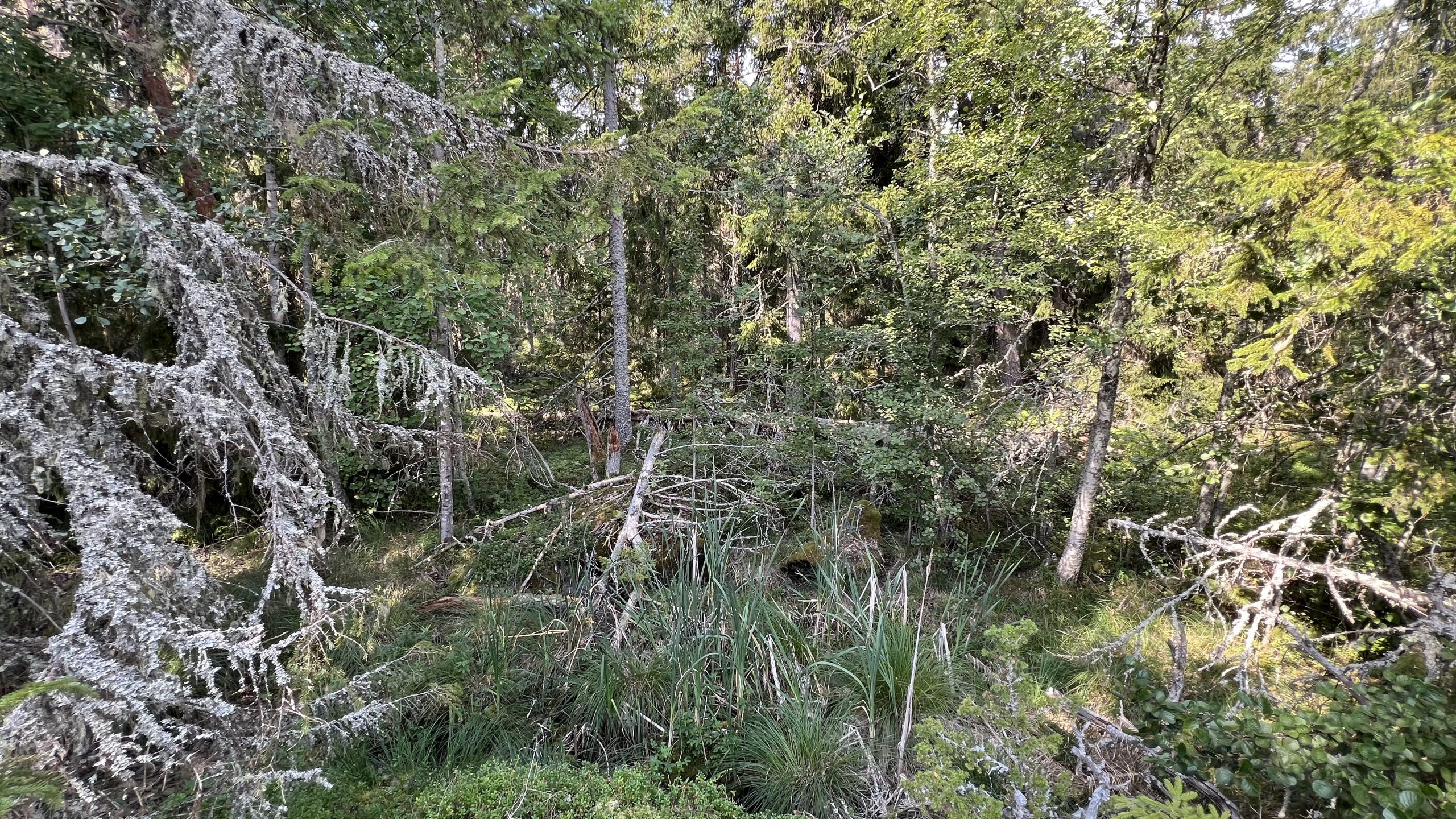 Schwedens Natur wandern