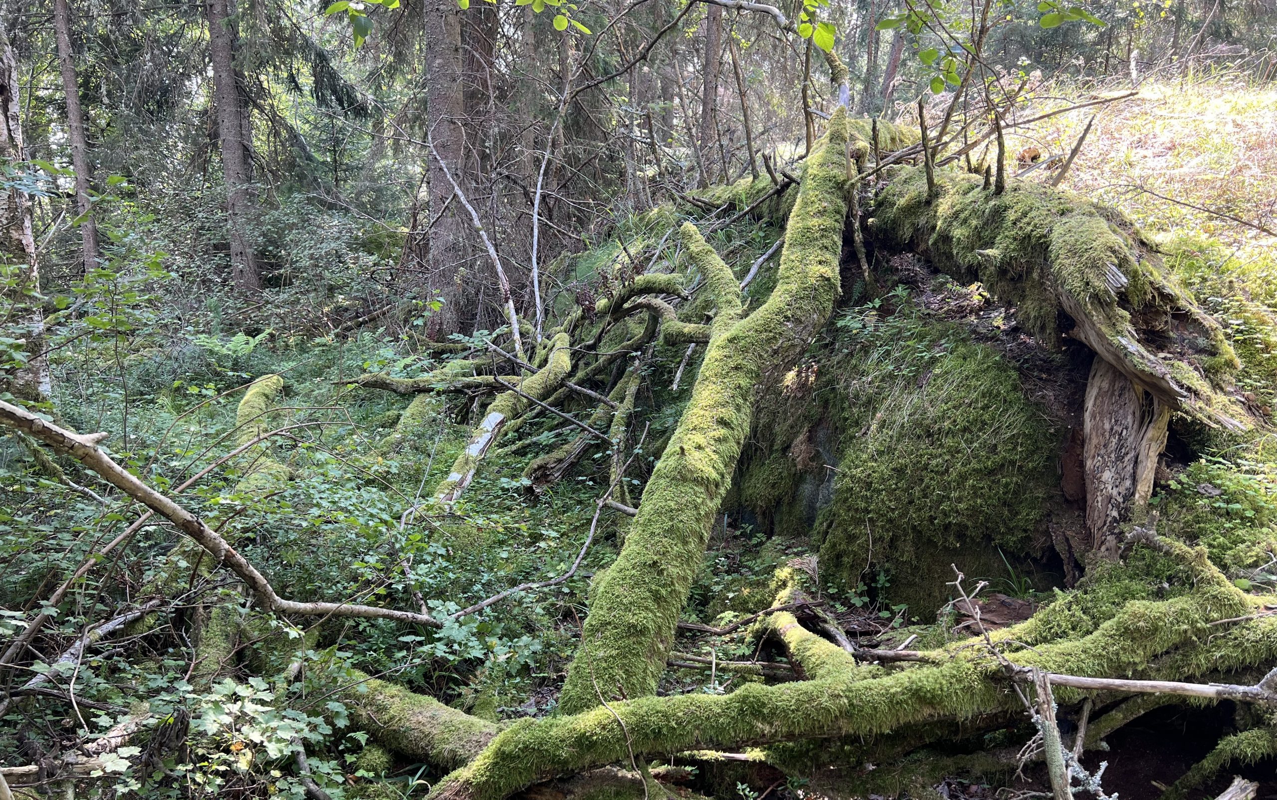 Schwedens Natur wandern