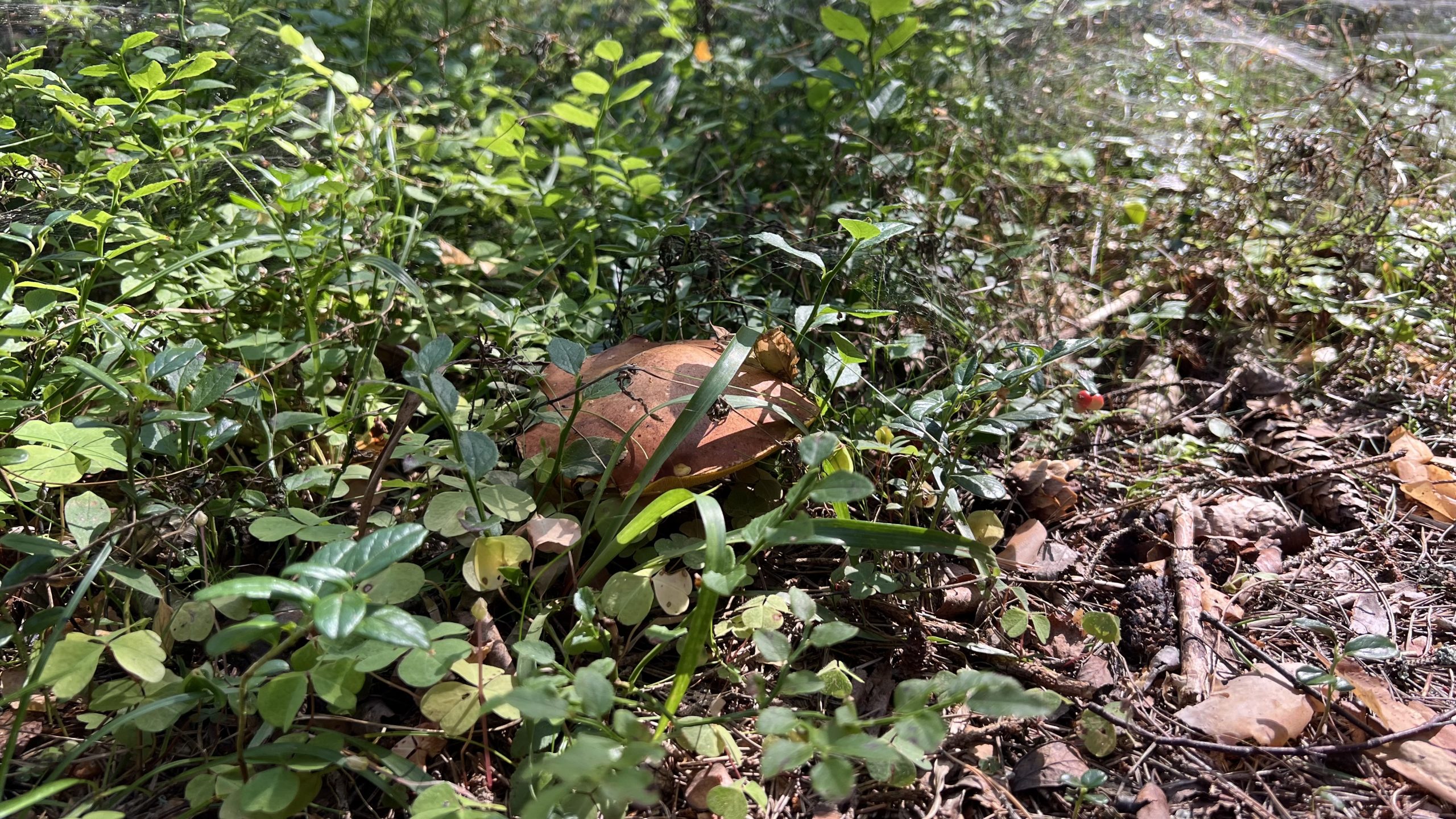 Schwedens Natur wandern