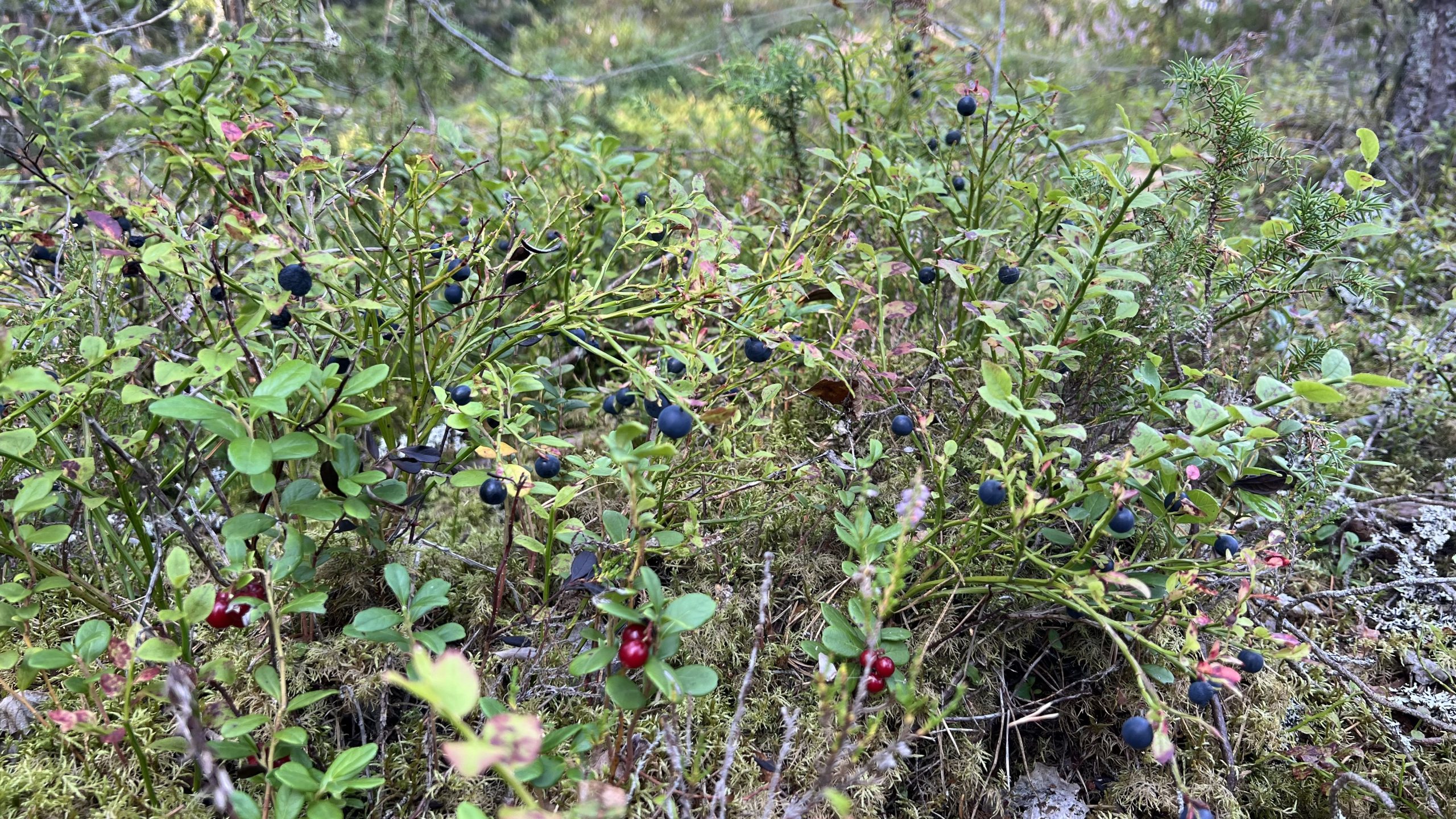 Bären in Schweden 😄