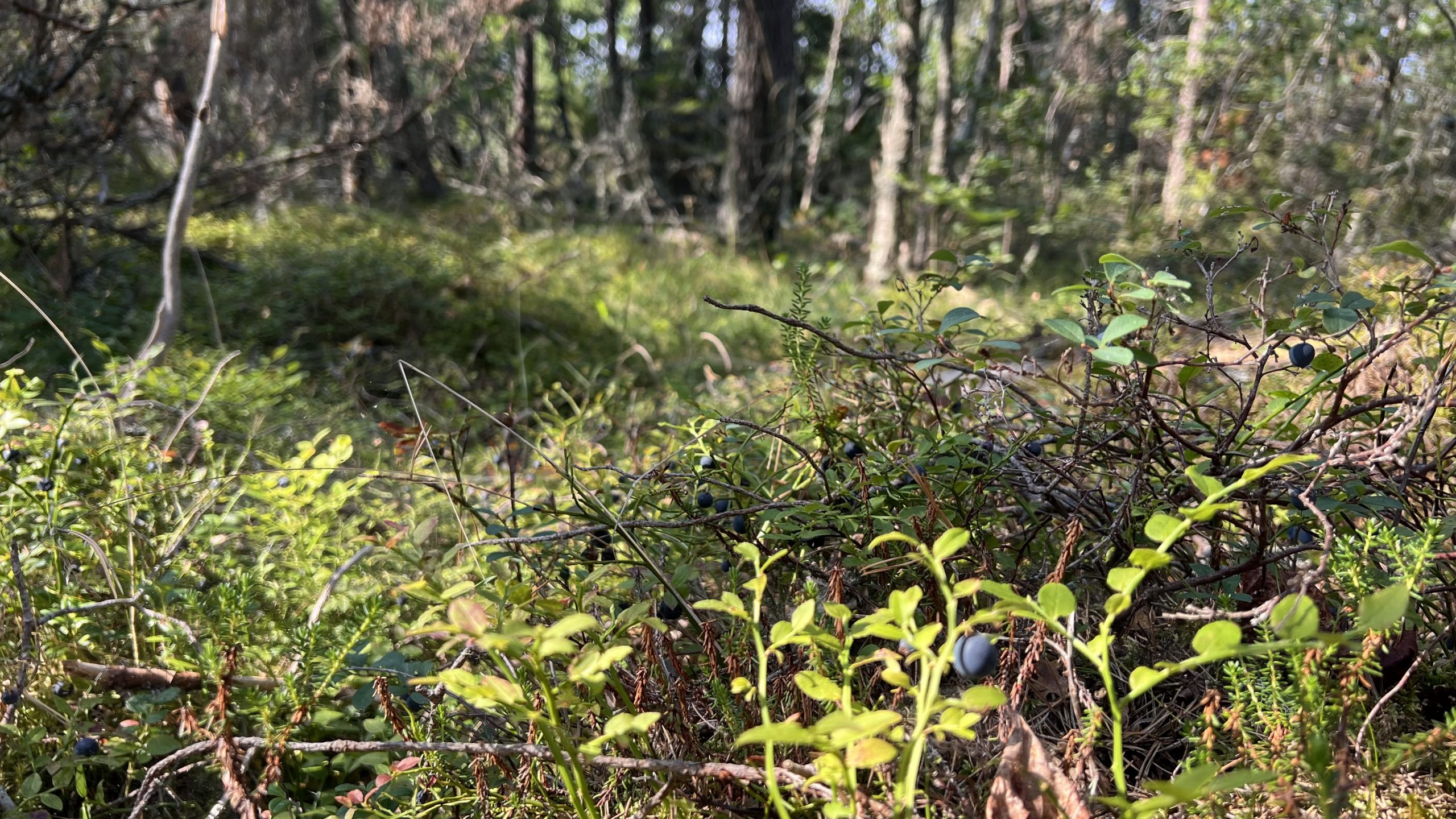 Bären in Schweden 😄