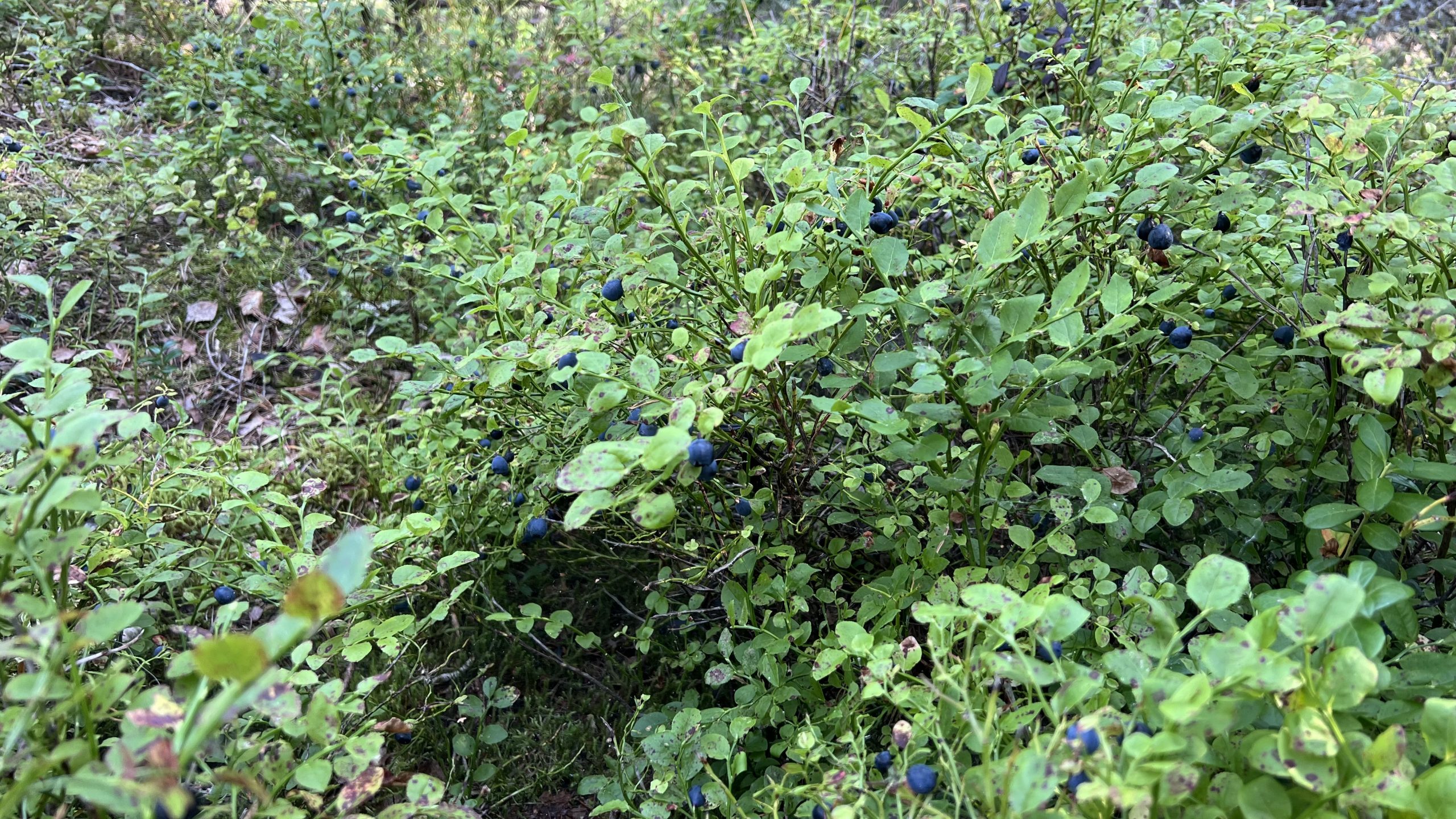 Bären in Schweden 😄