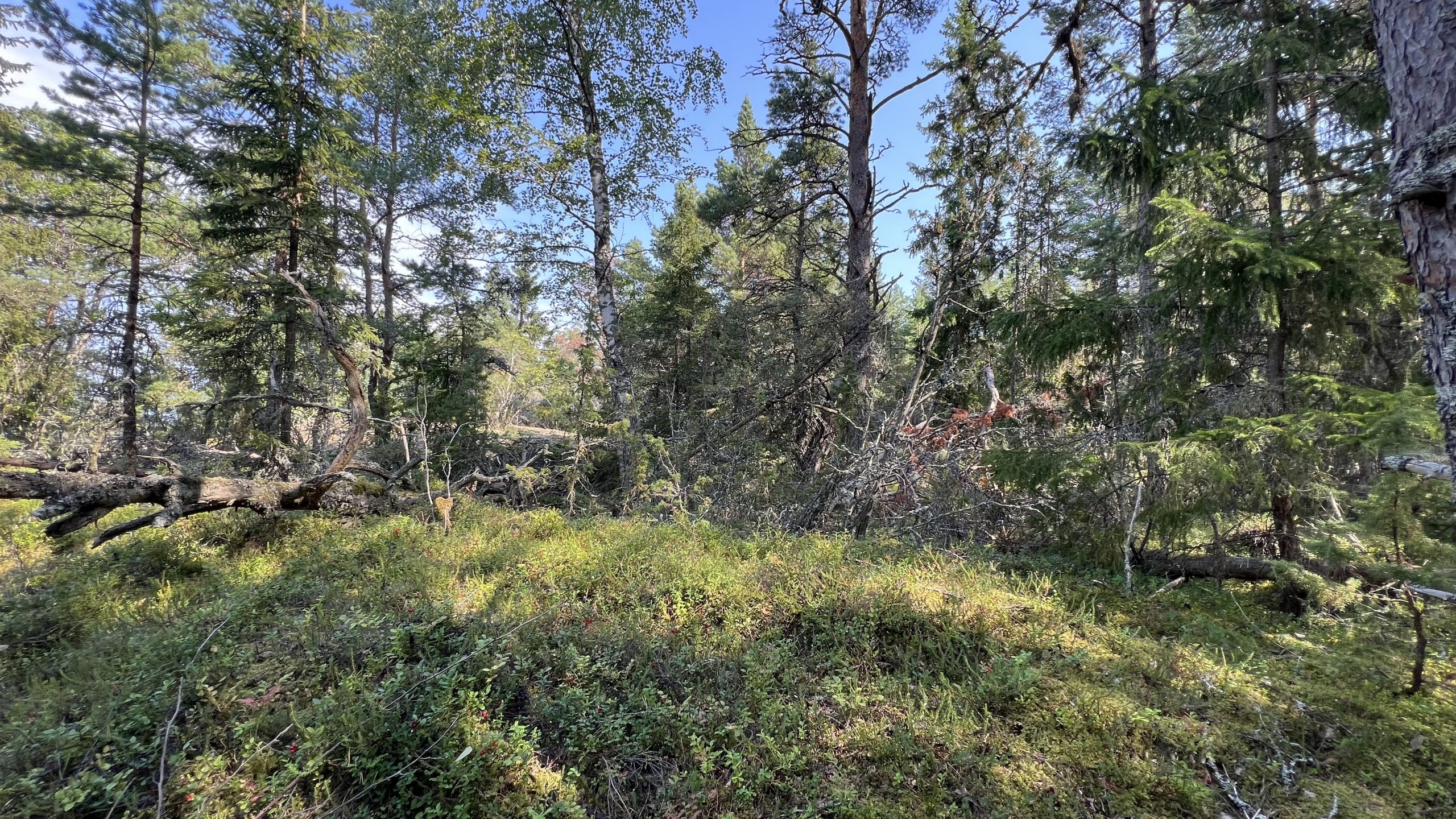 Schwedens Natur Wohnmobil