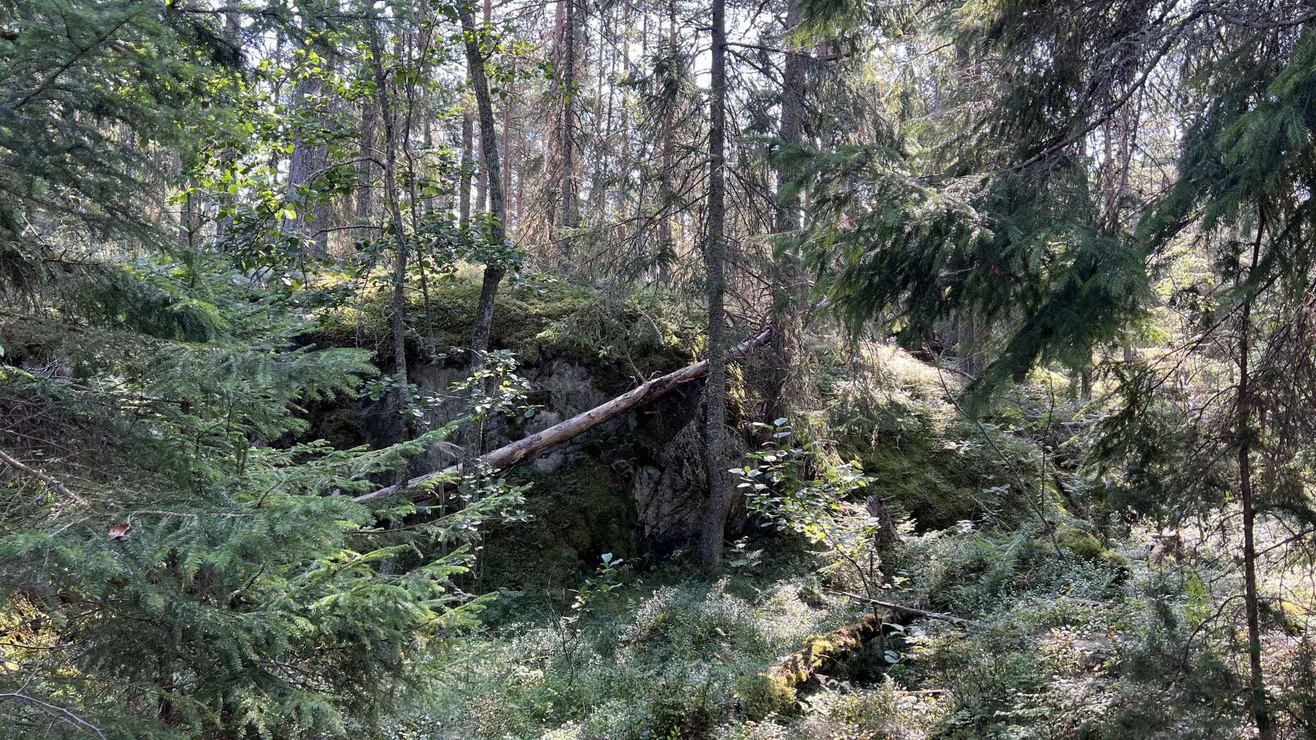 Schwedens Natur Wohnmobil