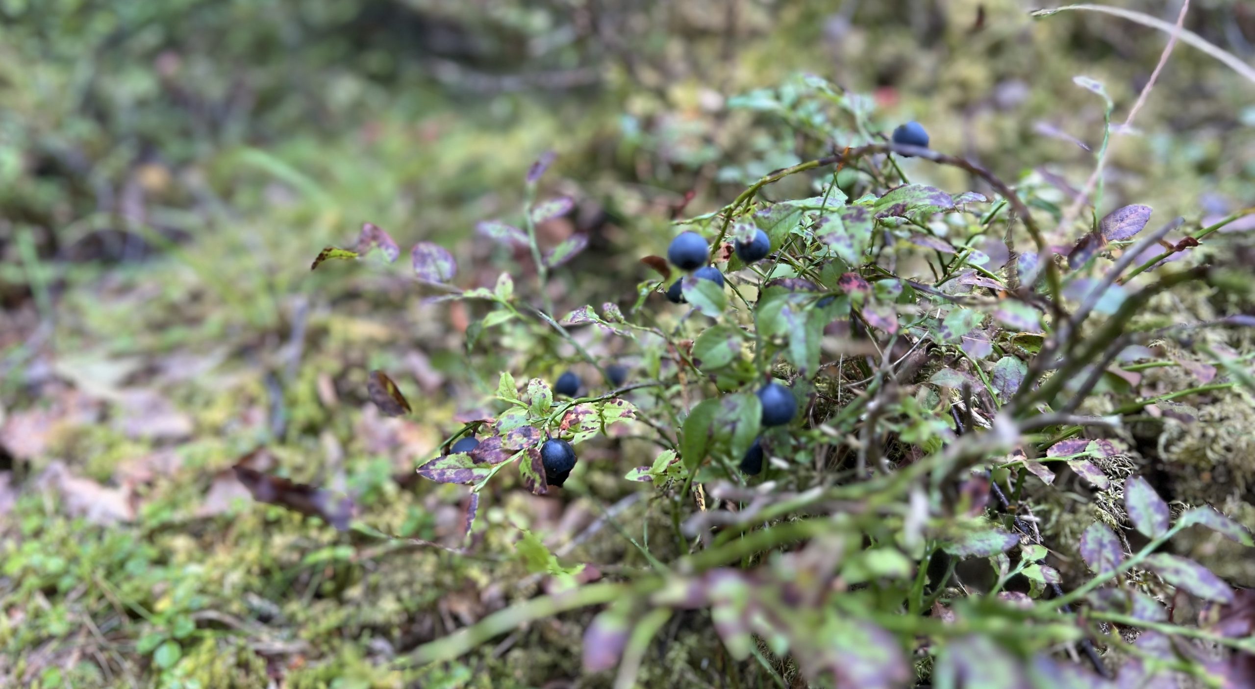 Schwedens Natur Wohnmobil