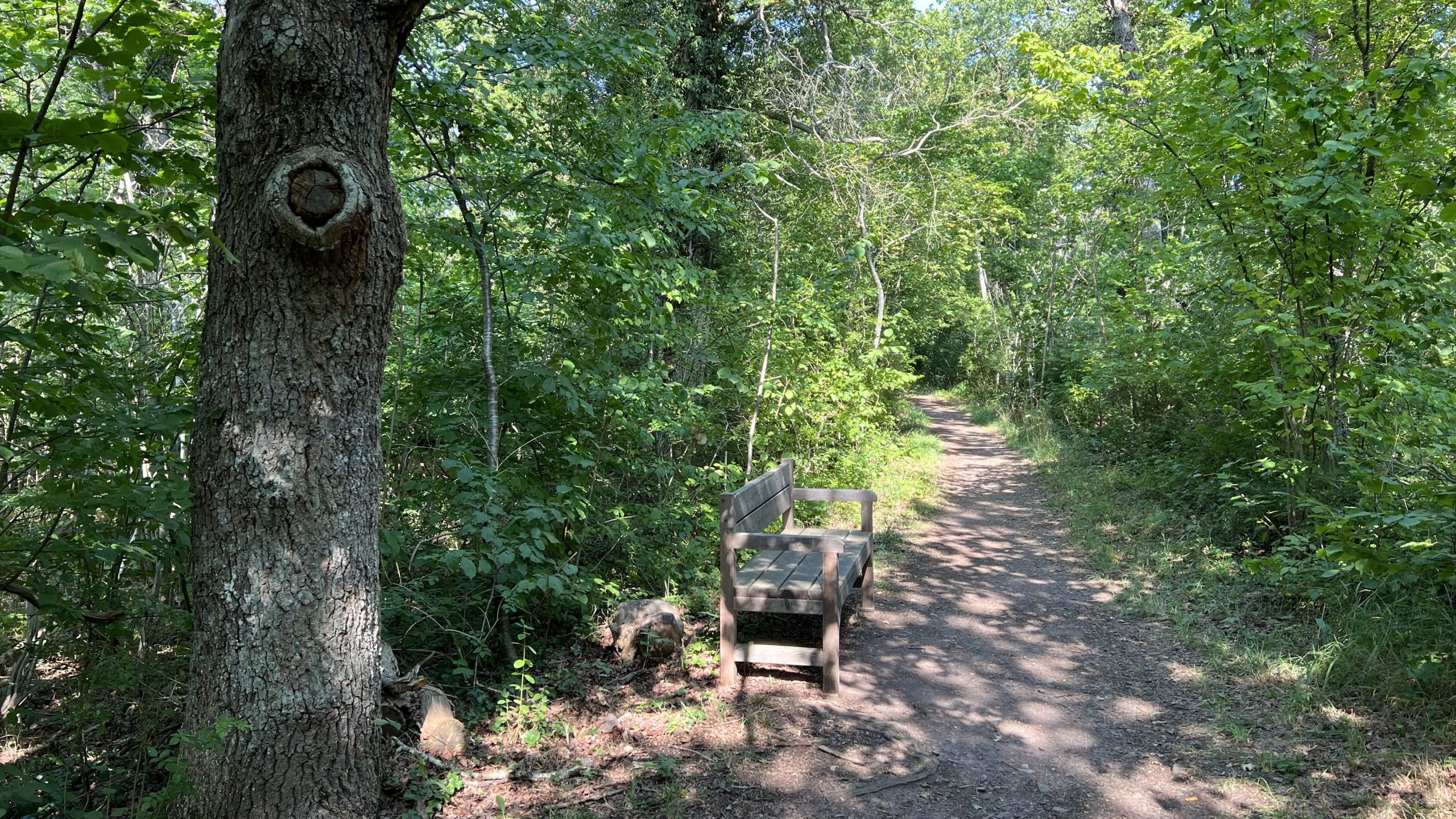mit dem Rad durch den Wald