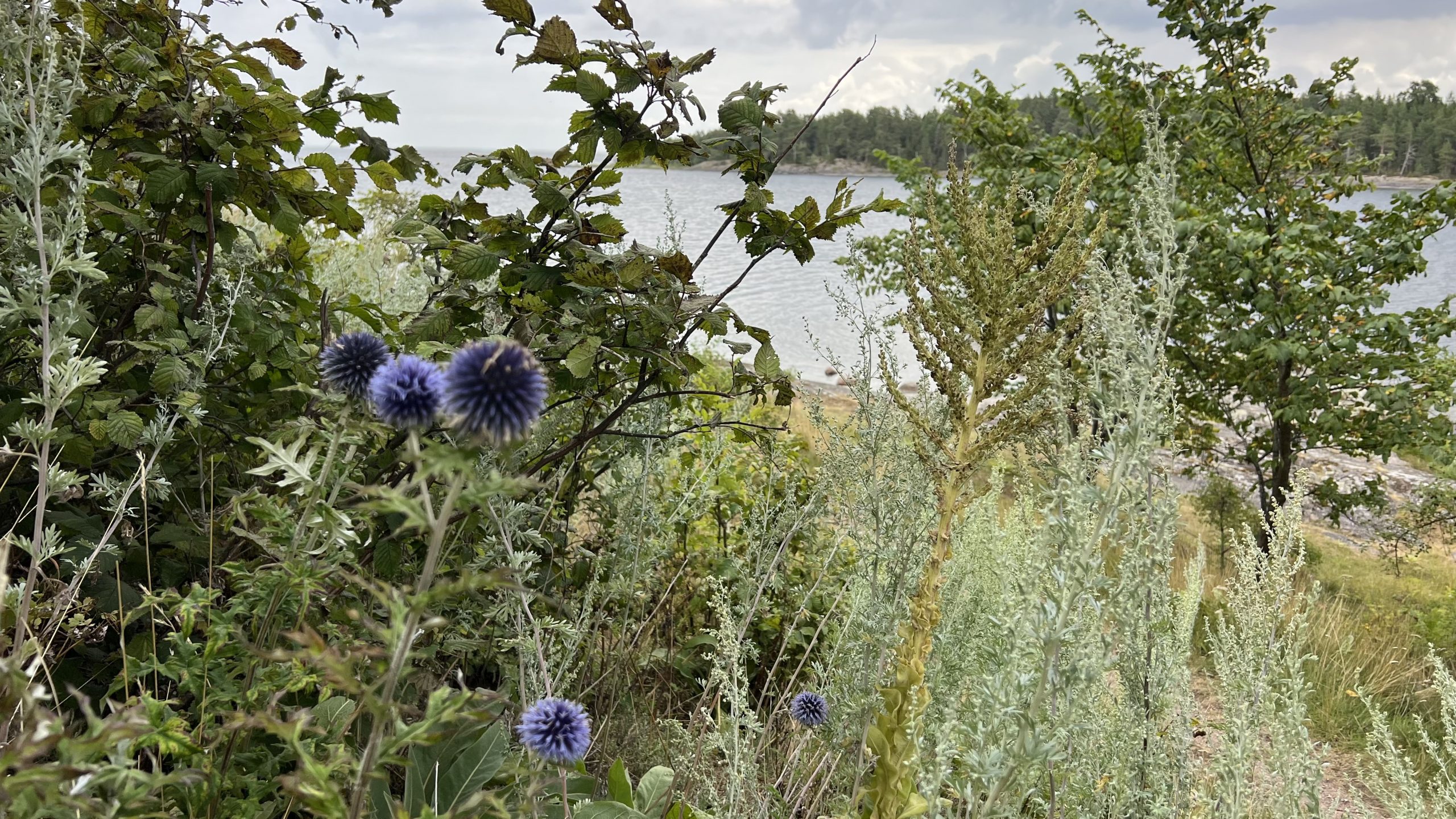 Natur am Schloss Läckö, Schweden