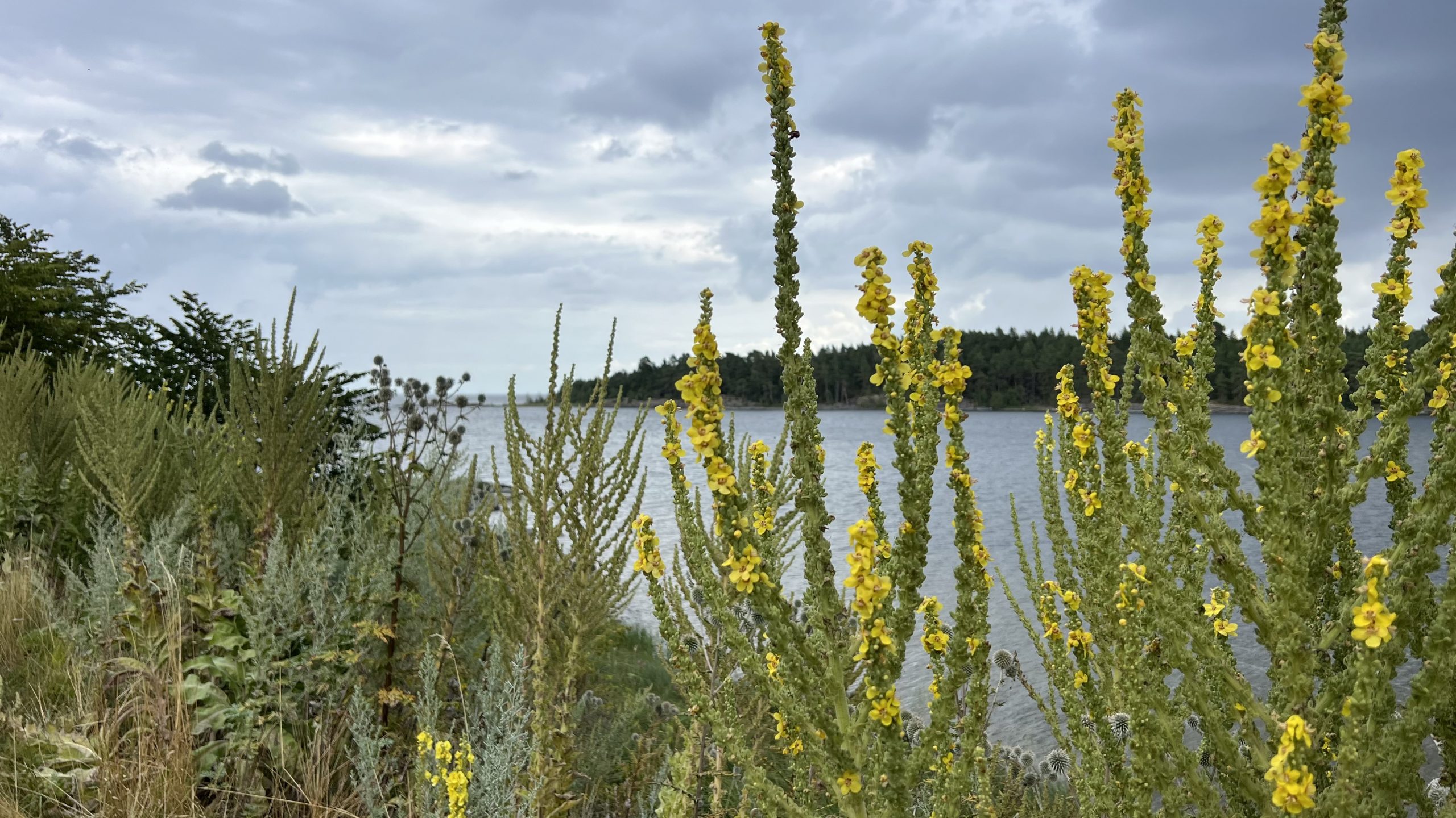 Natur am Schloss Läckö, Schweden