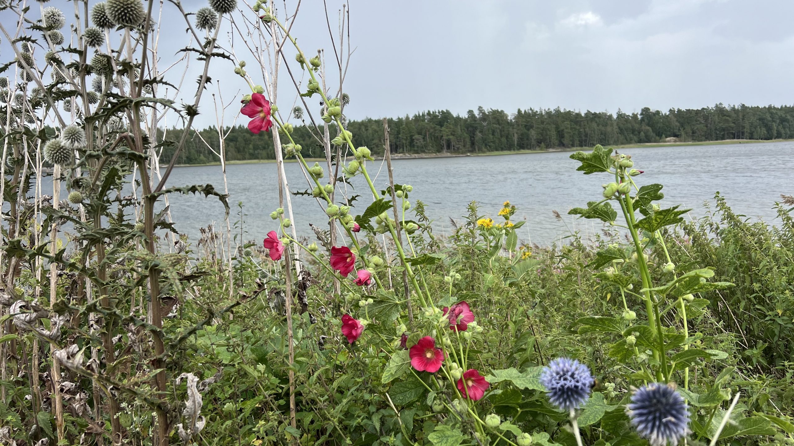 Natur am Schloss Läckö, Schweden