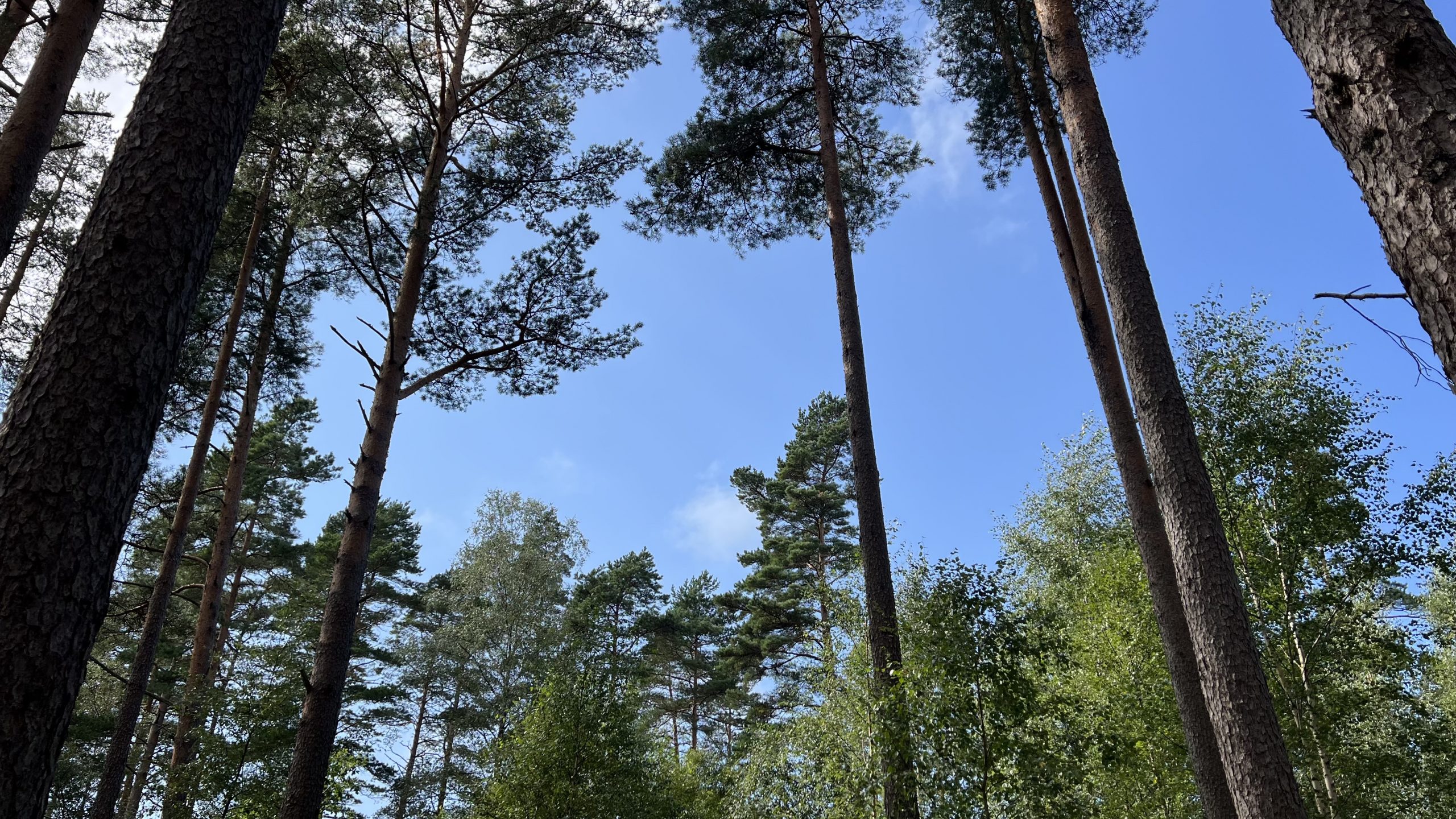 Wald in Schweden