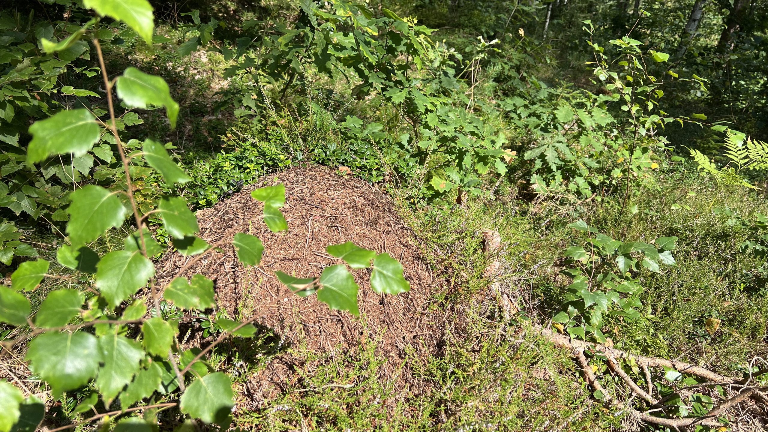Ameisenhaufen in Schweden