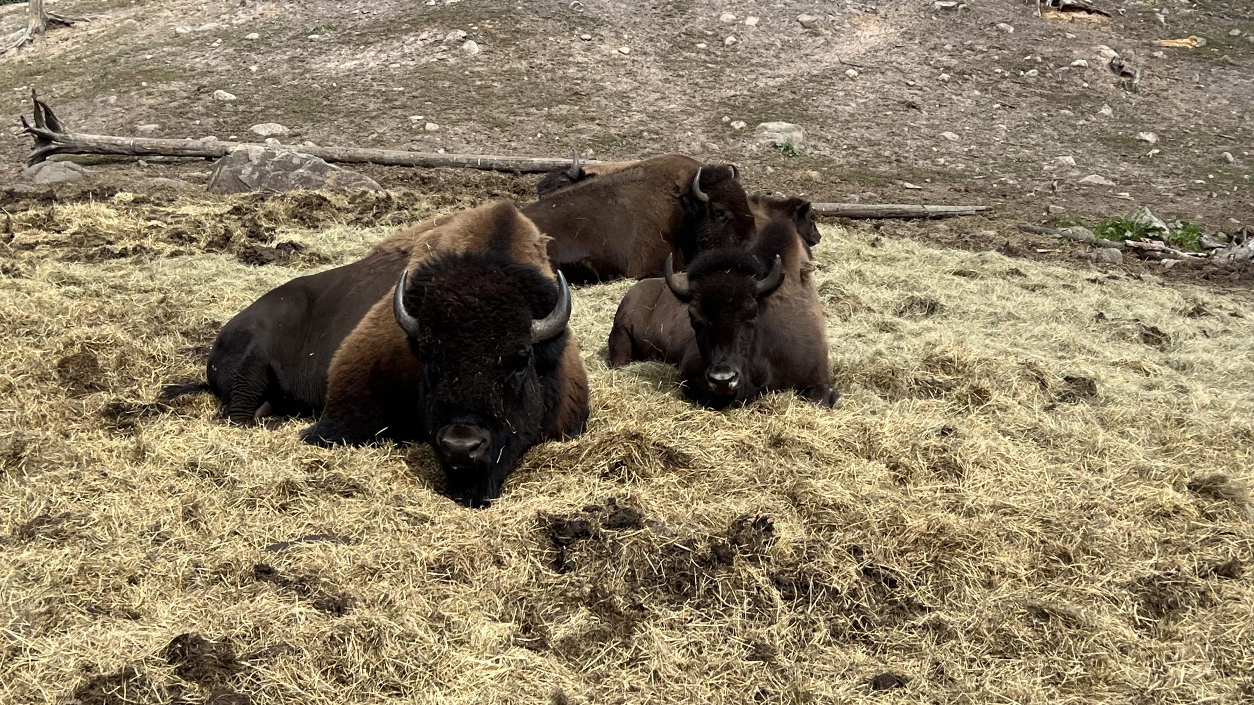 Bisons im Elchpark Smålandet