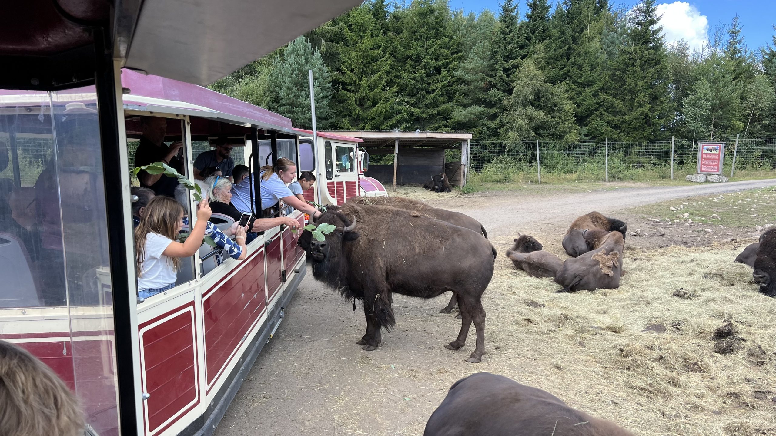 Bisons im Elchpark Smålandet