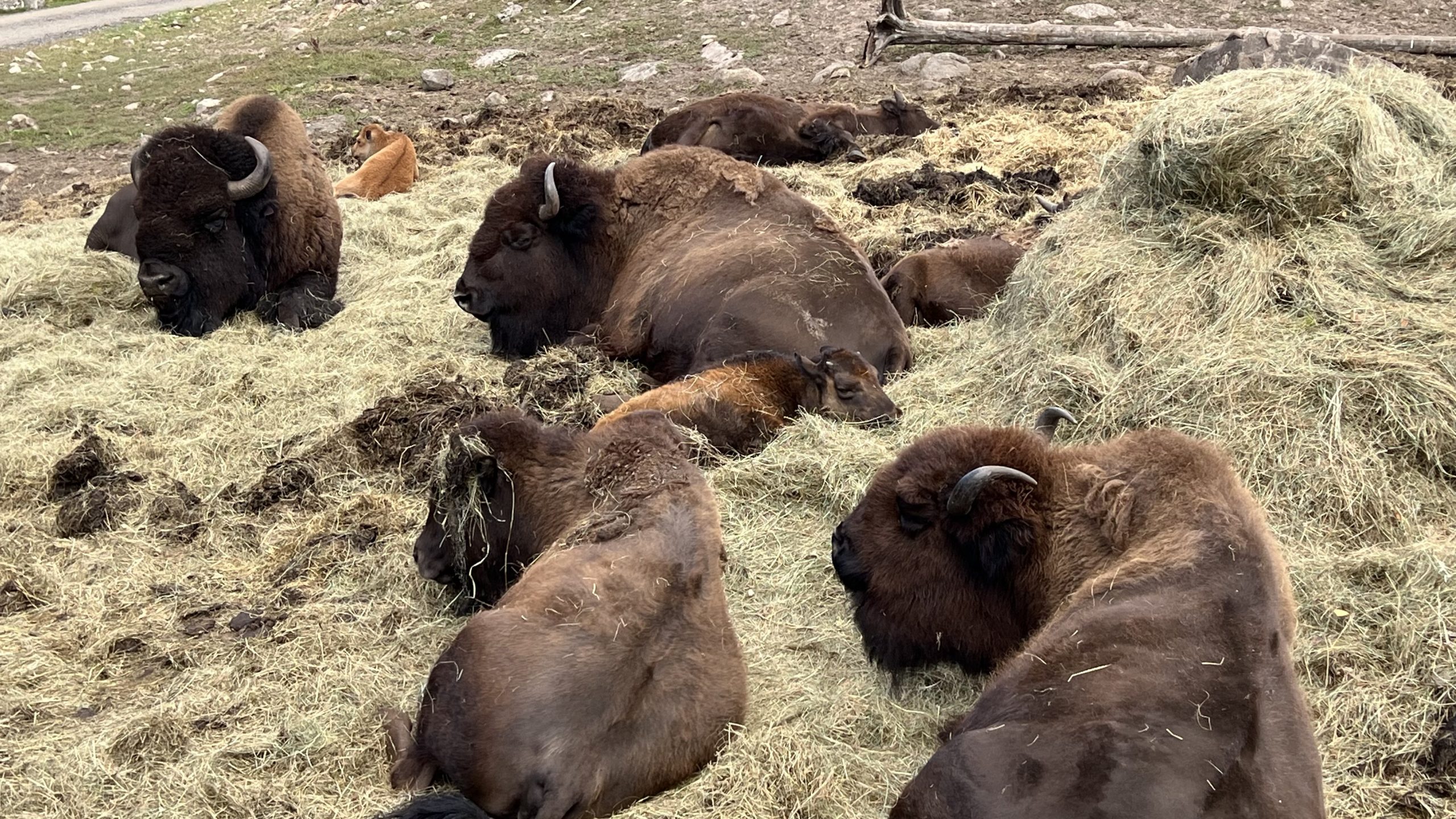 Bisons im Elchpark Smålandet