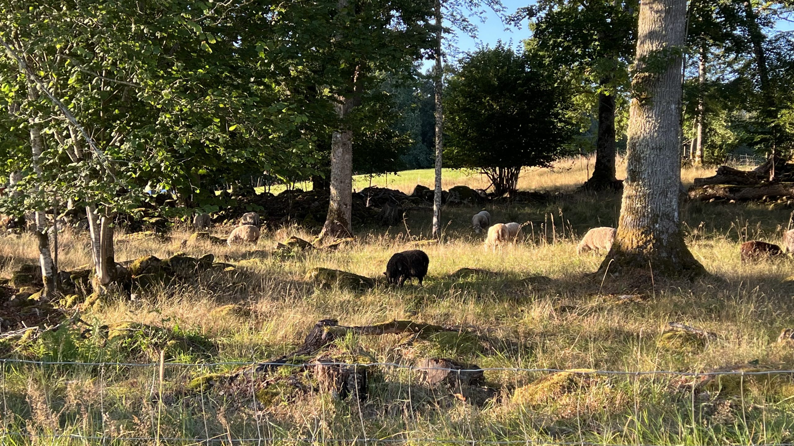 Morgens inn Schweden