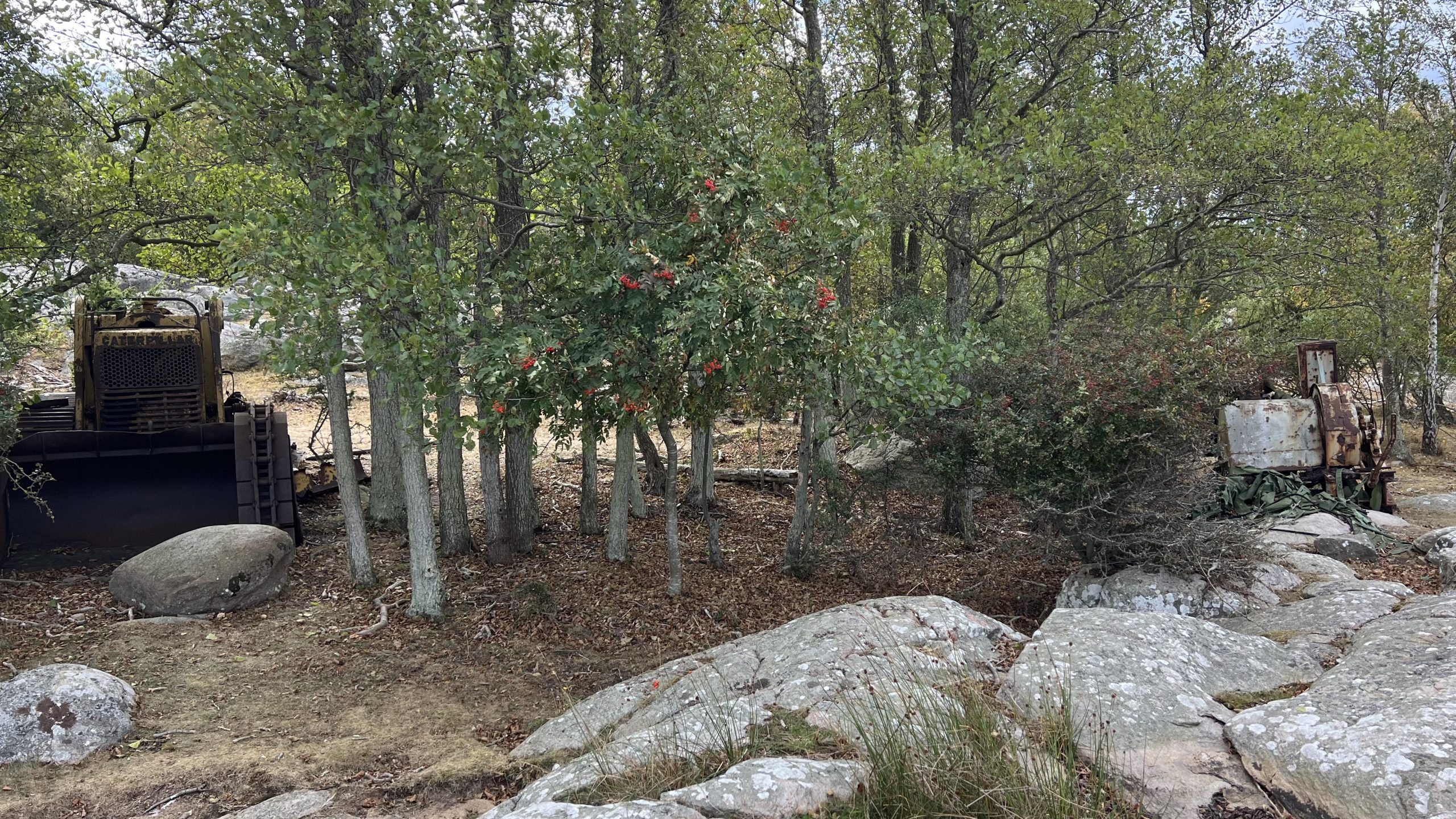 Altes im Wald, Schweden