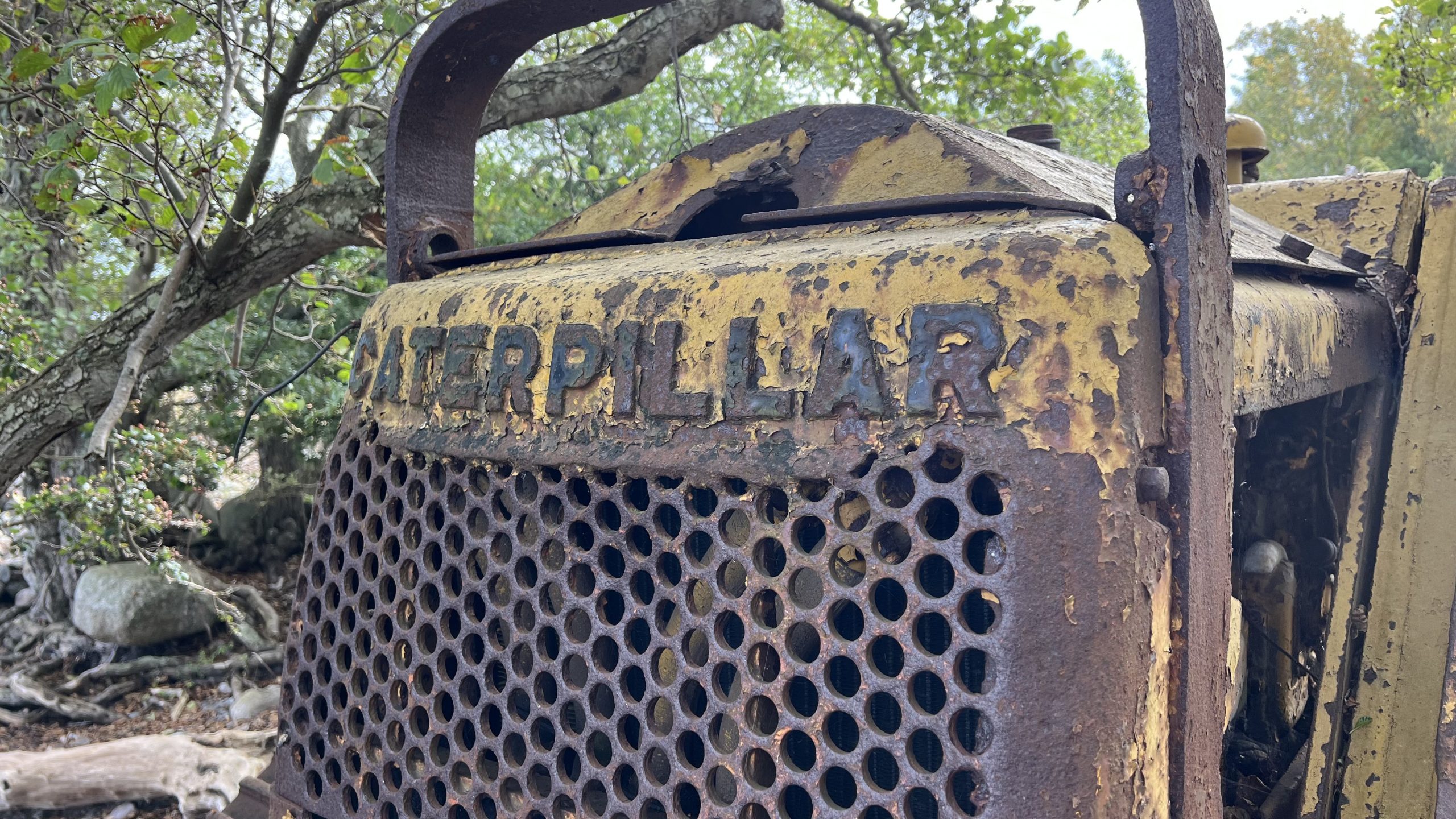 Altes im Wald, Schweden