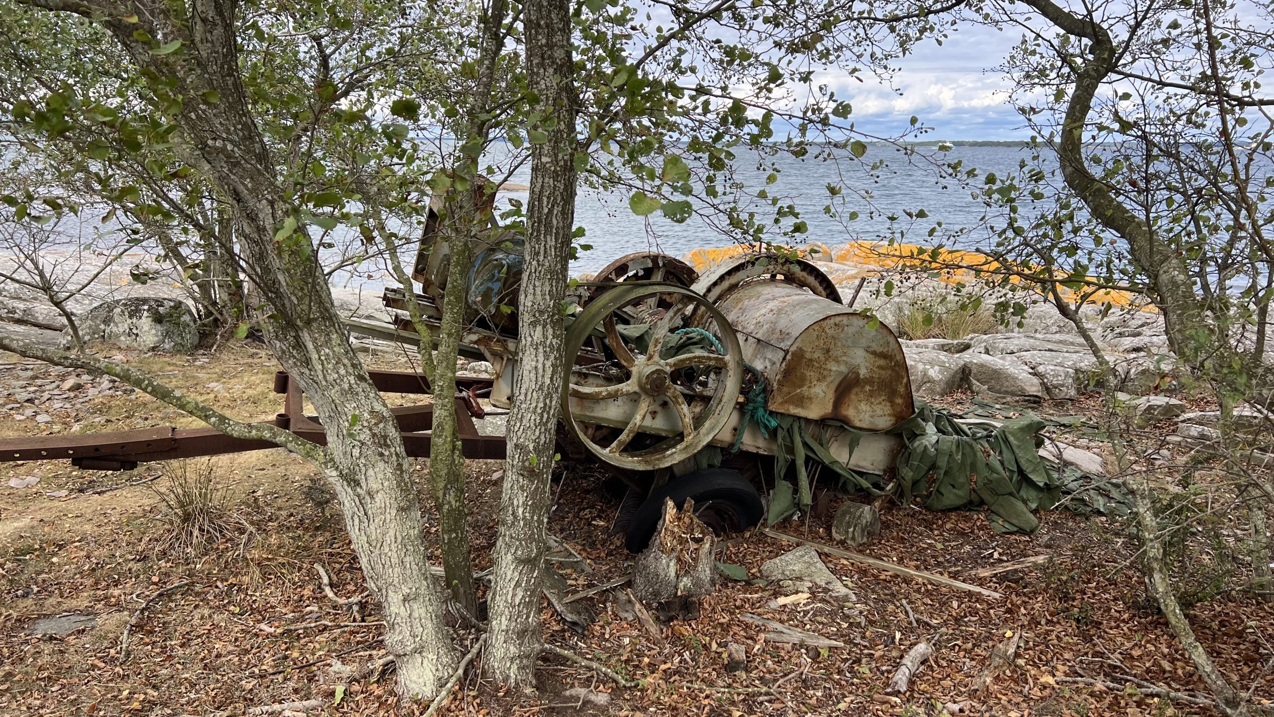 Altes im Wald, Schweden