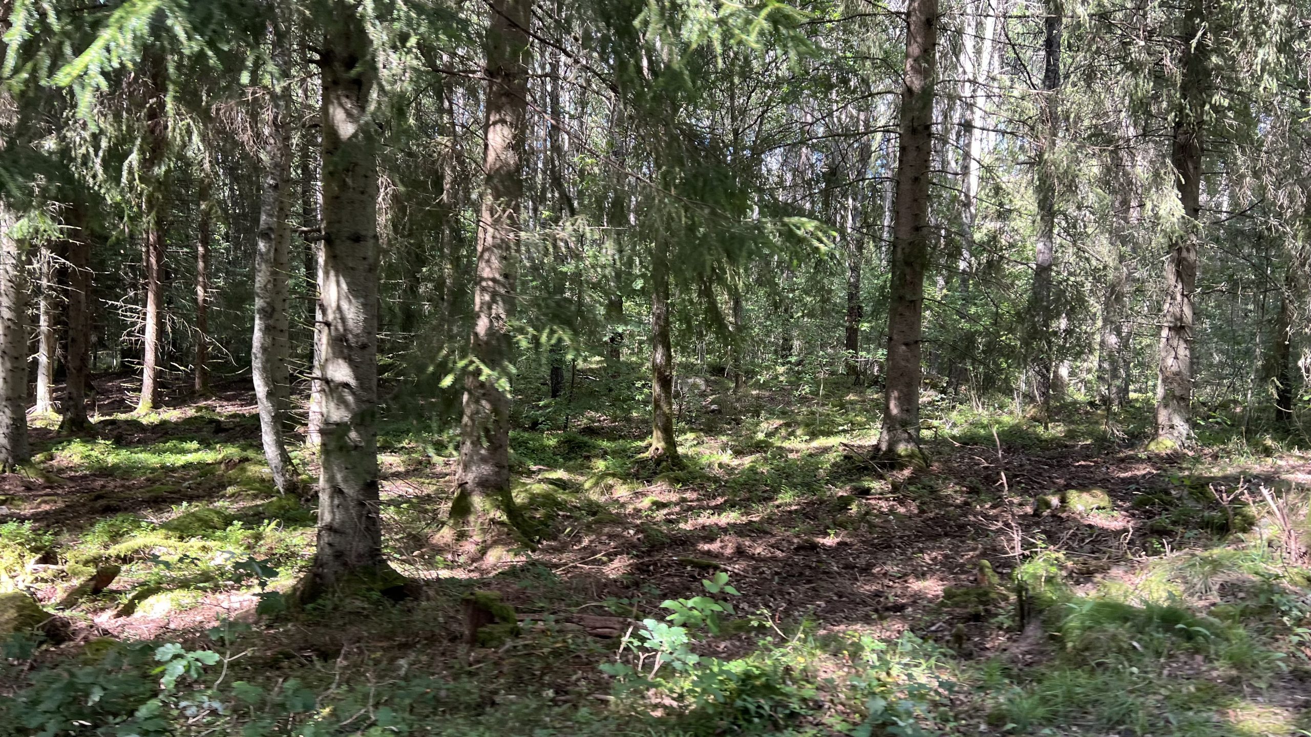 mit dem E-Bike unterwegs in Schwedens Wäldern