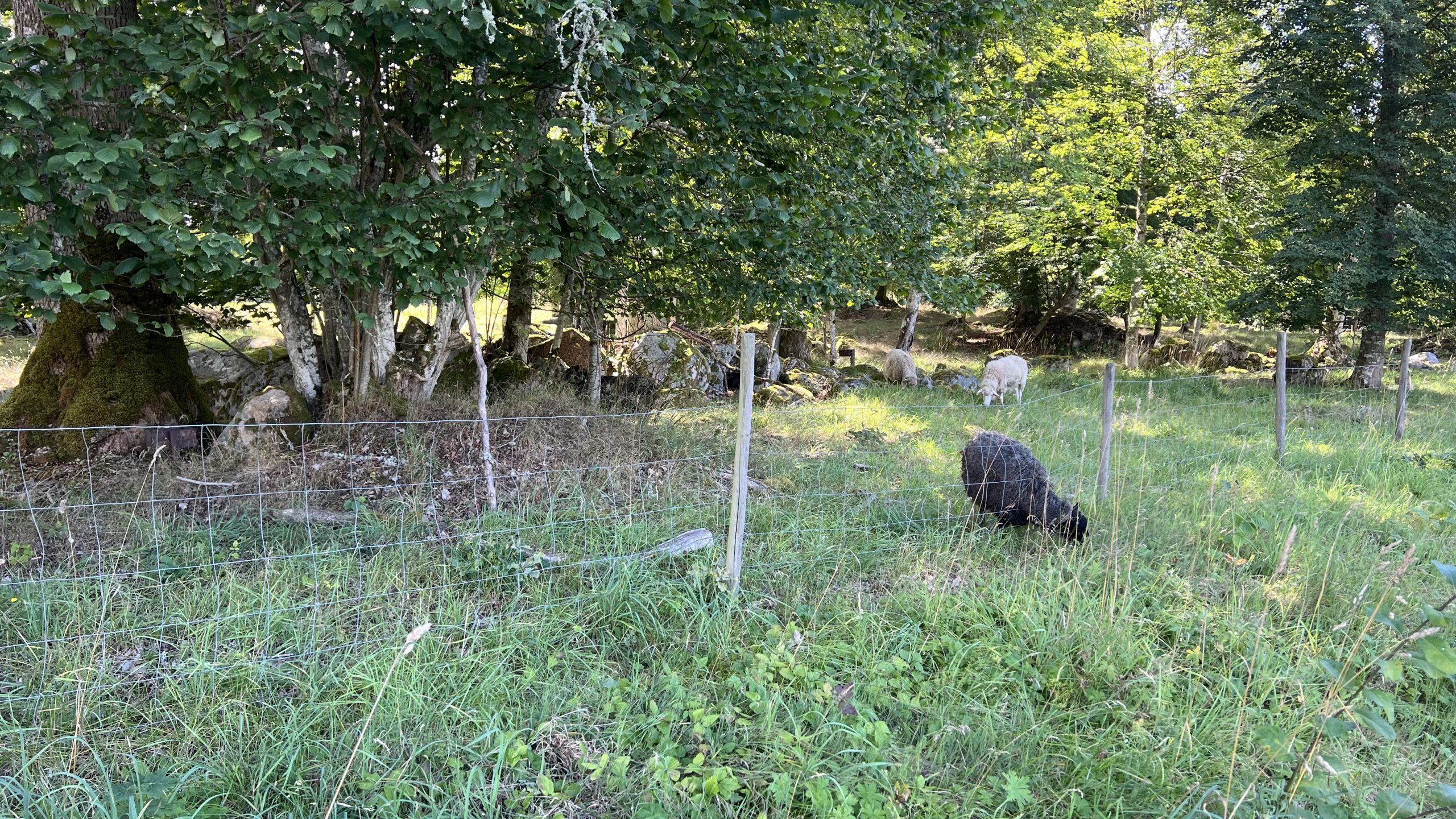 Guten Morgen Schweden!