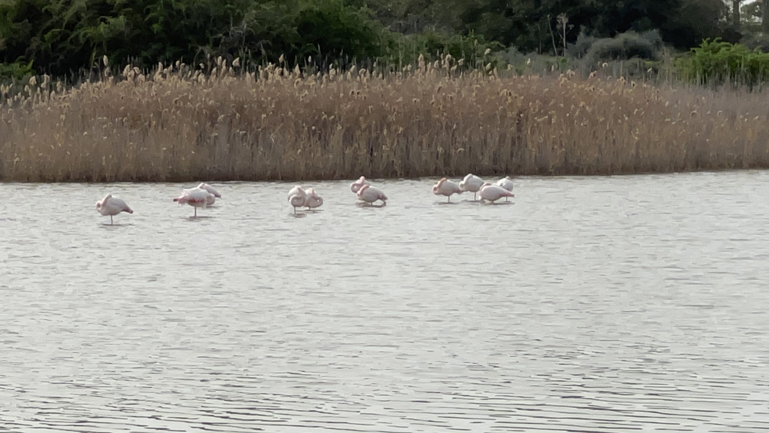 Flamingos